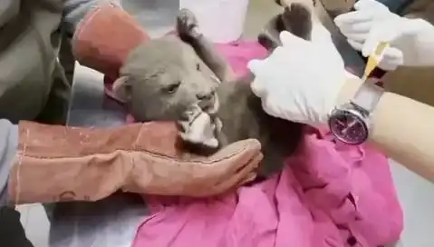 Karabük’te Geçen Yıl Yavru Bozaya Bulundu: Doğa Koruma Mücadelesi Başlıyor