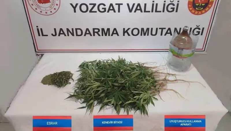 Yozgat'ta Ele Geçirilen 40 Kök Kenevir: Uyuşturucu ile Mücadelede Yeni Bir Başarı